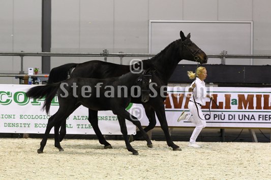 BELLY DANCER_MILANO_2010_SS3_7879.jpg